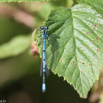 Agrion jouvencelle, Lac de Topilo Svg+xml,%3Csvg%20xmlns%3D%22http%3A%2F%2Fwww.w3