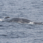 Sonde du rorqual commun