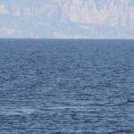 Groupe de Rorqual commun