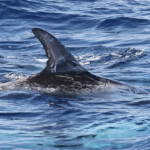 Aileron de Dauphin de Risso, Sortie DDV du 15/10/2017