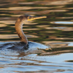 Cormoran huppé de Méditerranée immature dans le port du Frioul
