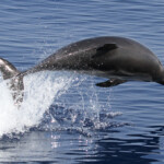 Dauphin bleu et blanc au large de Marseille