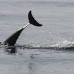 Dauphin bleu et blanc au large de Marseille