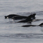 Groupe de dauphin bleu et blanc au large de Marseille