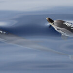 Groupe de dauphin bleu et blanc au large de Marseille