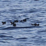 Groupe d'océanite tempête au large de Marseille