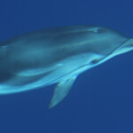 Dauphins bleu et blanc à l'étrave du voilier