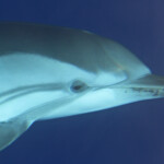 Dauphins bleu et blanc à l'étrave du voilier