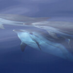 Dauphins bleu et blanc à l'étrave du voilier