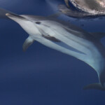 Dauphins bleu et blanc à l'étrave du voilier