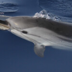 Dauphins bleu et blanc à l'étrave du voilier