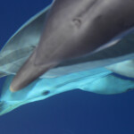 Dauphins bleu et blanc à l'étrave du voilier