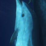 Dauphins bleu et blanc à l'étrave du voilier