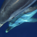 Dauphins bleu et blanc à l'étrave du voilier