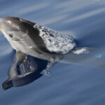 Dauphins bleu et blanc à l'étrave du voilier