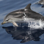 Dauphins bleu et blanc à l'étrave du voilier