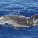 Dauphin bleu et blanc au large de Marseille