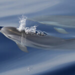 Dauphins bleu et blanc à l'étrave du voilier