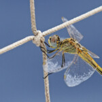 Un passager clandestin : le sympétrum à nervures rouges