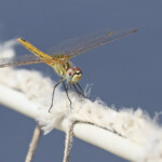 Un passager clandestin : le sympétrum à nervures rouges