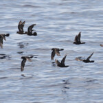 Groupe d'océanite tempête au large de Marseille