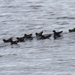 Groupe d'océanite tempête au large de Marseille