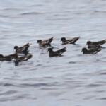 Groupe d'océanite tempête au large de Marseille