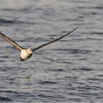 Fou de Bassan devant Carry