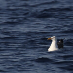 Goéland brun au large de Marseille