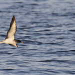 Puffin de Scopoli au large de Marseille