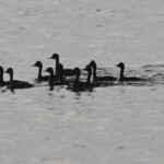 Groupe de grèbes à cou noir
