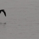 Puffin de Scopoli au large de Marseille