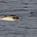 Puffin de Scopoli au large de Marseille