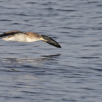 Puffin de Scopoli au large de Marseille