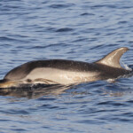 Dauphin bleu et blanc au large de Marseille
