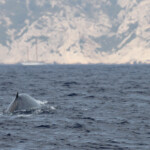 Rorqual commun devant les calanques de Marseille