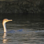Cormoran huppé de Méditerranée immature dans le port du Frioul