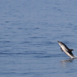 Dauphin bleu et blanc sautant loin à l'arrière du bateau, Sortie DDV du 15/10/2017