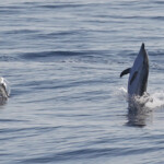 Dauphin bleu et blanc sautant à l'arrière du bateau, Sortie DDV du 15/10/2017
