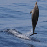 Dauphin bleu et blanc sautant à l'arrière du bateau, Sortie DDV du 15/10/2017