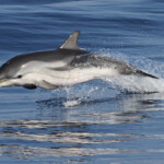 Dauphin bleu et blanc sautant à l'arrière du bateau, Sortie DDV du 15/10/2017
