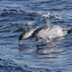 Dauphin bleu et blanc avec son jeune sautant à l'arrière du bateau, Sortie DDV du 15/10/2017