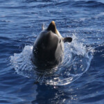 Dauphin bleu et blanc sautant à l'arrière du bateau, Sortie DDV du 15/10/2017