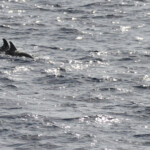 Dauphins bleu et blanc au large des côtes varoises, août 2017