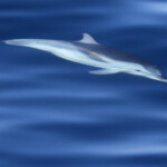 Dauphin bleu et blanc au large de Sanary, 13/08/2017