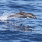 Dauphin bleu et blanc au large de Sanary, 13/08/2017