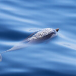 Dauphin bleu et blanc au large de Sanary, 13/08/2017