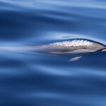 Dauphin bleu et blanc au large de Sanary, 13/08/2017