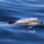 Dauphin bleu et blanc au large de Sanary, 13/08/2017