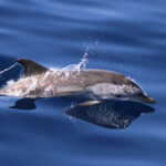 Dauphin bleu et blanc au large de Sanary, 13/08/2017